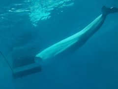 -海合安成都极地海洋公园