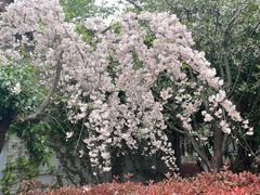 -高东镇樱花园