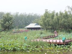psb (5)-微山湖红荷湿地景区