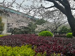 -武汉大学-樱园