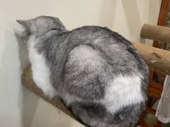 -共舞时光猫咖·狗咖(新街口店)