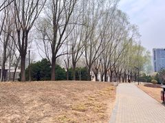 -大望京公园