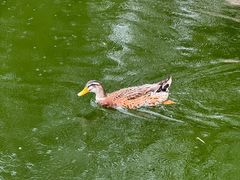 -莲湖公园
