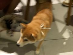 -柴务处·柴犬主题狗咖