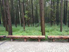 -黄海国家森林公园