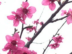 -天适樱花悠乐园