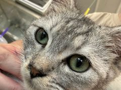 -楼上猫咖(罗湖店)