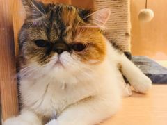 -Pets First伊珊娜洗护·精致美容·家庭式寄养(新会路店)