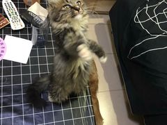 -宠颐生中康贝怡动物医院