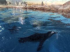 -海合安武汉极地海洋公园