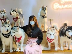-Husky Go! 哈士奇体验馆·宠物咖啡厅狗咖