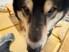 -柴迷FANS CLUB·柴犬狗咖·猫咖