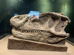 -自贡恐龙博物馆