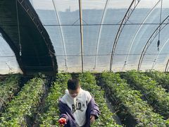 -大自然农场蔬菜草莓采摘园
