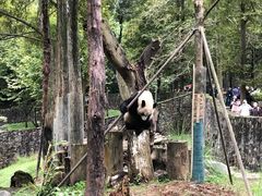 -都江堰中华大熊猫苑