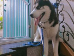 -喜柴咖啡·柴犬狗咖