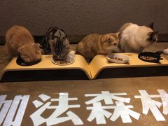 -咖法森林·咖啡  酒吧(天河店)