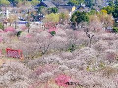 -香雪海