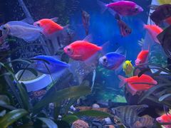 -合记汕头牛肉店(嘉禾路店)