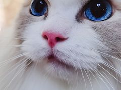 -喵汪宠物生活馆(涞坊路店)