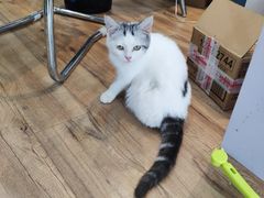 -1013 PET SHOP精品宠物商店(丁香店)