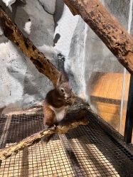 -Zoolung Zoolung动物主题公园(海信广场店)