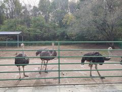 -哈尔滨北方森林动物园