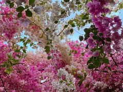 -深圳国际园林花卉博览园