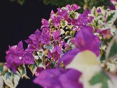 -阿欢牛肉店·火锅·粿条面