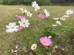 -花开海上生态园