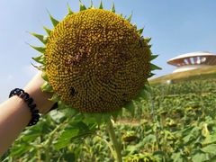 -光明小镇欢乐田园