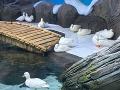 -海合安青岛极地海洋公园