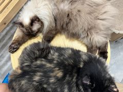 -楼上猫咖(罗湖店)