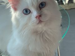 -喵百万·布偶·蓝金金渐层英短·猫舍(百子湾店)