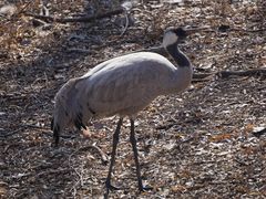 -北京麋鹿生态实验中心
