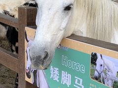 -杭州开元森泊度假乐园