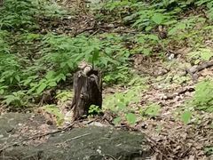 -帽儿山风景区