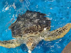 -芜湖新华联大白鲸海洋公园