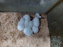 -上海大自然野生昆虫馆