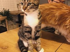 -平行世界·猫咖(首经贸店)