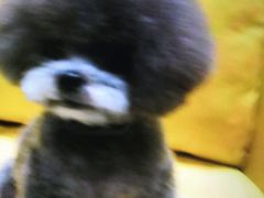 -北京观赏动物医院·24小时大型综合·猫专科·异宠专科