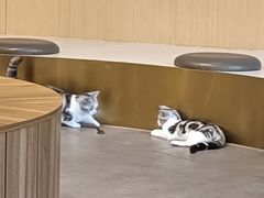-飞行喵MR PILOT|猫舍·猫咖(静安大融城店)