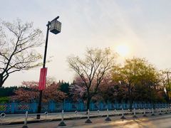 -嘉定紫藤园