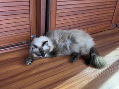 -楼上猫咖(罗湖店)