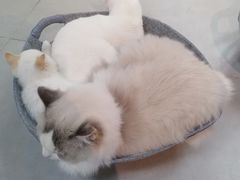 -Heymao猫咖.咖啡厅(东门店)