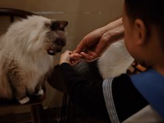 -有猫咖啡umeow coffee