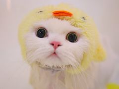 -momokira米努特·德文卷毛猫·棉花面纱犬