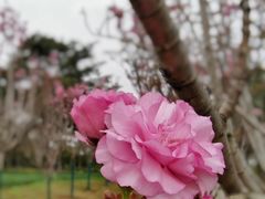-天适樱花悠乐园