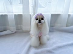 -鑫艺宠物美容培训学校