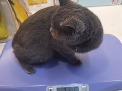 -御宝贝·A梦猫科宠物医院(国际猫友好医院)